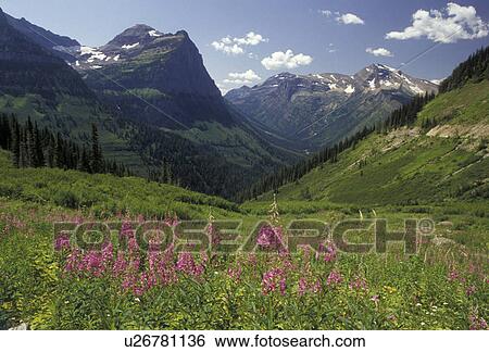 Glacier National Park, Montana, Rocky Mountains, wildflowers, Waterton-Glacier International Peace Park, Scenic view of the majestic mountains and beautiful pink wildflowers of Glacier National Park in the state of Montana. View Large Photo Image Stock Photograph - Glacier National Park, Montana, Rocky Mountains, wildflowers, Waterton-Glacier International Peace Park, Scenic view of the majestic mountains and beautiful pink wildflowers of Glacier National Park in the state of Montana.. Fotosearch