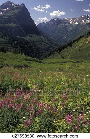 Glacier National Park, Rocky Mountains, wildflowers, Waterton-Glacier International Peace Park, Montana, Scenic view of the majestic mountains and beautiful pink wildflowers of Glacier National Park in the state of Montana. View Large Photo Image Stock Image - Glacier National Park, Rocky Mountains, wildflowers, Waterton-Glacier International Peace Park, Montana, Scenic view of the majestic mountains and beautiful pink wildflowers of Glacier National Park in the state of Montana.. Fotosearch