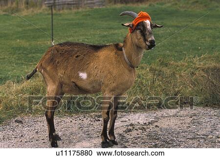 Stock Image -  goat, hunting, A goat wears a colorful orange hat during hunting season in the fall . Fotosearch