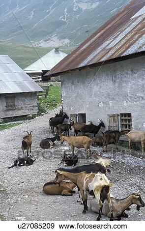goats, Alps, France, Europe, Haut-Savoie, A herd of goats on an alpine farm in Bise in the French Alps along the GR5 trail. View Large Photo Image Stock Photo - goats, Alps, France, Europe, Haut-Savoie, A herd of goats on an alpine farm in Bise in the French Alps along the GR5 trail.. Fotosearch