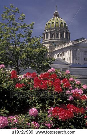 Harrisburg, State Capitol, State House, Pennsylvania, Red and pink rhododendron adorn the grounds of the State Capitol Building in the capital city of Harrisburg in the state of Pennsylvania. View Large Photo Image Stock Photo -  Harrisburg, State Capitol, State House, Pennsylvania, Red and pink rhododendron adorn the grounds of the State Capitol Building in the capital city of Harrisburg in the state of Pennsylvania.. Fotosearch