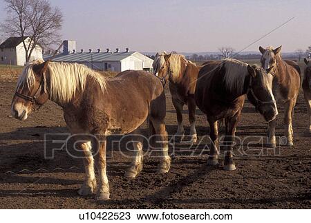 horse, amish, farm, Amish Country, Lancaster County, Pennsylvania, Draft horses standing in a pasture on an Amish farm in Pennsylvania Dutch Country in Lancaster in the state of Pennsylvania. View Large Photo Image Stock Image - horse, amish, farm, Amish Country, Lancaster County, Pennsylvania, Draft horses standing in a pasture on an Amish farm in Pennsylvania Dutch Country in Lancaster in the state of Pennsylvania.. Fotosearch