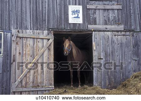 Horse, barn, VT, Vermont, Cabot, winter. View Large Photo Image Stock Image - Horse, barn, VT, Vermont, Cabot, winter.. Fotosearch