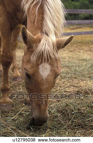 horse, Close-up of horse grazing in pasture on a farm. View Large Photo Image Stock Photo - horse, Close-up of horse grazing in pasture on a farm.. Fotosearch