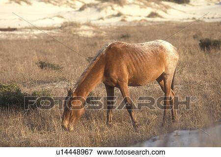 horse, Cumberland Island, Georgia, A feral horse (wild horse) grazes on the sand dunes and marshlands of Cumberland Island National Seashore, Georgia. View Large Photo Image Stock Photo - horse, Cumberland Island, Georgia, A feral horse (wild horse) grazes on the sand dunes and marshlands of Cumberland Island National Seashore, Georgia.. Fotosearch