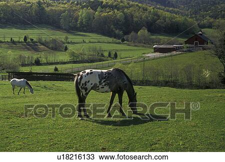 Stock Image -  horse, Georgia, Appalachian Mountains, Two horses grazing on a lush green pasture on a farm in North Georgia. The horse in the foreground is an Appaloosa.. Fotosearch