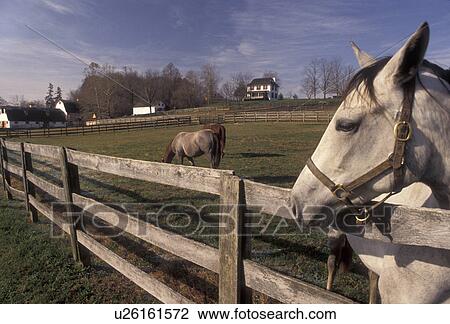 horse, Pennsylvania, Horses in pasture at Castle Rock Farm in Brandywine River Valley in Chester County in the state of Pennsylvania View Large Photo Image Stock Image - horse, Pennsylvania, Horses in pasture at Castle Rock Farm in Brandywine River Valley in Chester County in the state of Pennsylvania . Fotosearch