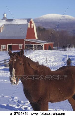 horse, winter, Vermont, Jericho Center, VT, Horses in a snow-covered field on a farm in winter. View Large Photo Image Stock Photo - horse, winter, Vermont, Jericho Center, VT, Horses in a snow-covered field on a farm in winter.. Fotosearch