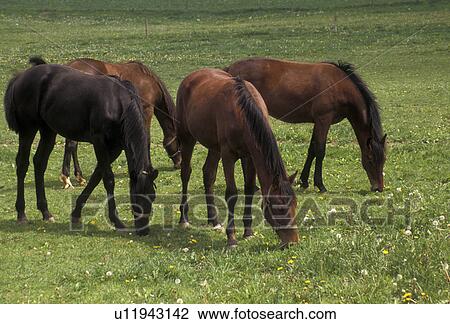 horses, Amish Country, Lancaster County, Pennsylvania, Horses grazing in pasture in Pennsylvania Dutch Country in Lancaster County in the state of Pennsylvania. View Large Photo Image Stock Image - horses, Amish Country, Lancaster County, Pennsylvania, Horses grazing in pasture in Pennsylvania Dutch Country in Lancaster County in the state of Pennsylvania.. Fotosearch