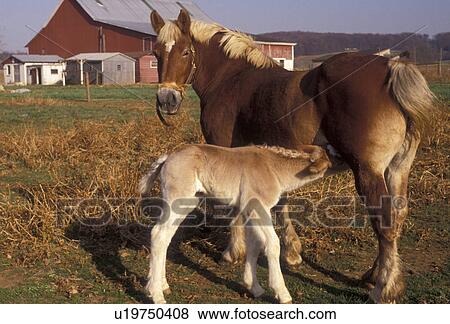Stock Photo -  horses, amish, farm, Amish Country, Lancaster County, Pennsylvania, Baby draft horse drinks from its mother standing in a pasture on an Amish farm in Pennsylvania Dutch Country in Lancaster County in the state of Pennsylvania.. Fotosearch