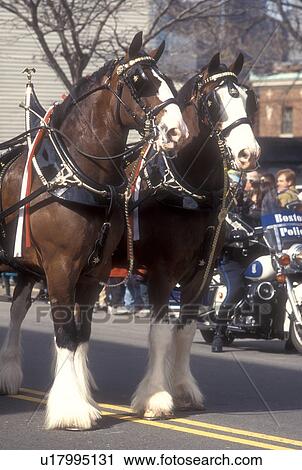 horses, Clydesdale, St. Patrick, Boston, Massachusetts, Team of Budweiser Clydesdales in the St. Patrick's Day parade in Boston. View Large Photo Image Stock Image - horses, Clydesdale, St. Patrick, Boston, Massachusetts, Team of Budweiser Clydesdales in the St. Patrick's Day parade in Boston.. Fotosearch