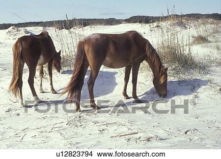 horses, Cumberland Island, Georgia, Feral horses grazing on the sand dunes on Cumberland Island National Seashore along the Atlantic Ocean. View Large Photo Image Picture - horses, Cumberland Island, Georgia, Feral horses grazing on the sand dunes on Cumberland Island National Seashore along the Atlantic Ocean.. Fotosearch