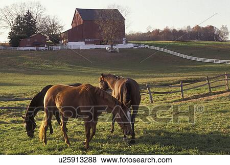 horses, farm, Pennsylvania, Horses graze in pasture at a farm with a red barn in Brabdywine River Valley in Chester County in the state of Pennsylvania. View Large Photo Image Stock Photo - horses, farm, Pennsylvania, Horses graze in pasture at a farm with a red barn in Brabdywine River Valley in Chester County in the state of Pennsylvania.. Fotosearch