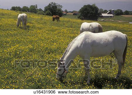 horses, Maryland, Horses grazing in a pasture with yellow flowers on a farm in the state of Maryland View Large Photo Image Stock Photograph - horses, Maryland, Horses grazing in a pasture with yellow flowers on a farm in the state of Maryland . Fotosearch