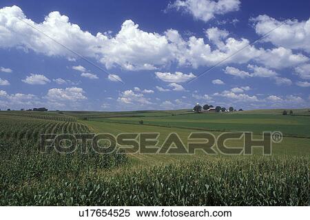 Stock Photography -  Iowa, Dyersville, A field of corn and other crops on a Midwest farm in Dyersville . Fotosearch