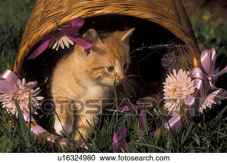 Stock Image -  kitten, cat, feline, A cute orange tiger striped kittens (5-6 weeks old) climbs out of an overturned basket on the grass in Exton in the state of Pennsylvania. . Fotosearch