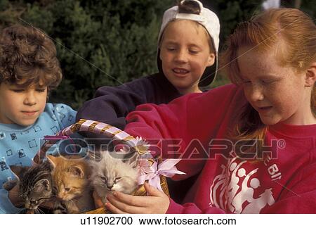 kitten, cat, friends, sharing, fun, Two girls and a boy play together holding a basket of three kittens (5-6 weeks old) in Exton in the state of Pennsylvania. View Large Photo Image Stock Image - kitten, cat, friends, sharing, fun, Two girls and a boy play together holding a basket of three kittens (5-6 weeks old) in Exton in the state of Pennsylvania. . Fotosearch