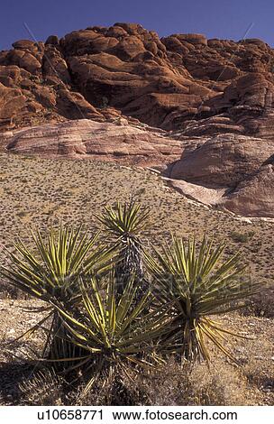 Stock Image -  Las Vegas, Red Rock Canyon, Nevada, Scenic view of the red rock formations in Red Rock Canyon National Conservation Area in the state of Nevada.. Fotosearch