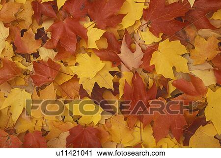 leaves, fall, A close-up of red yellow and orange maple leaves lying on the ground View Large Photo Image Stock Image - leaves, fall, A close-up of red yellow and orange maple leaves lying on the ground . Fotosearch
