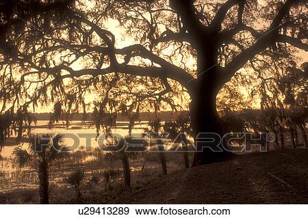 Stock Photo -  live oak, Beaufort, South Carolina, Silhouette of a live oak tree with spanish moss at sunset in Beaufort, South Carolina.. Fotosearch