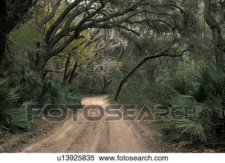 live oaks, road, Cumberland Island, Georgia, A view of Grand Avenue surrounded by live oak trees and palmettoes on Cumberland Island National Seashore. View Large Photo Image Stock Photography - live oaks, road, Cumberland Island, Georgia, A view of Grand Avenue surrounded by live oak trees and palmettoes on Cumberland Island National Seashore.. Fotosearch