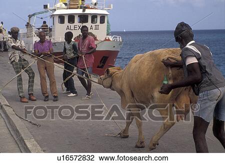 livestock, Caribbean, Grenada Grenadines, Caribbean Islands, A group of local men pulling a cow on the pier to load onto a boat on the island of Carriacou in the Grenada Grenadines (a British Commonwealth member). View Large Photo Image Stock Image - livestock, Caribbean, Grenada Grenadines, Caribbean Islands, A group of local men pulling a cow on the pier to load onto a boat on the island of Carriacou in the Grenada Grenadines (a British Commonwealth member).. Fotosearch