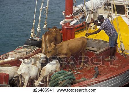 livestock, Caribbean, Grenada Grenadines, Caribbean Islands, Boat transporting livestock on the Caribbean to the island of Carriacou in the Grenada Grenadines (a British Commonwealth member). View Large Photo Image Stock Image - livestock, Caribbean, Grenada Grenadines, Caribbean Islands, Boat transporting livestock on the Caribbean to the island of Carriacou in the Grenada Grenadines (a British Commonwealth member).. Fotosearch