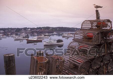 lobster trap, Bass Harbor, Maine, Atlantic Ocean, A seagull sits on top of lobster traps overlooking the fishing boats buoyed in the quiet Bass Harbor of Mount Desert Island. View Large Photo Image Stock Image - lobster trap, Bass Harbor, Maine, Atlantic Ocean, A seagull sits on top of lobster traps overlooking the fishing boats buoyed in the quiet Bass Harbor of Mount Desert Island.. Fotosearch