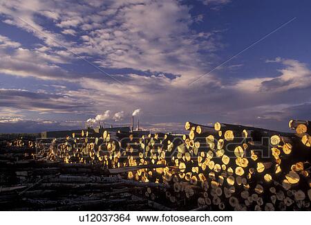 logs, papermill, Minnesota, Stacks of logs at a Papermill Plant at Superior National Forest in the town of Virginia in the state of Minnesota. View Large Photo Image Picture - logs, papermill, Minnesota, Stacks of logs at a Papermill Plant at Superior National Forest in the town of Virginia in the state of Minnesota.. Fotosearch