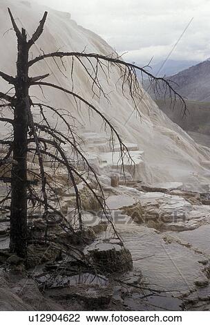 Mammoth Hot Springs, Yellowstone National Park, thermal, Wyoming, Yellowstone, A terrace-like formation of Mammoth Hot Springs created by limestone deposits in Yellowstone National Park in the state of Wyoming. A dead tree is in the foreground. View Large Photo Image Stock Image - Mammoth Hot Springs, Yellowstone National Park, thermal, Wyoming, Yellowstone, A terrace-like formation of Mammoth Hot Springs created by limestone deposits in Yellowstone National Park in the state of Wyoming. A dead tree is in the foreground.. Fotosearch