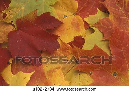maple leaf, autumn, A close-up of a cluster of colorful maple leaves (red, yellow, green, orange) lay on the ground. View Large Photo Image Picture - maple leaf, autumn, A close-up of a cluster of colorful maple leaves (red, yellow, green, orange) lay on the ground.. Fotosearch
