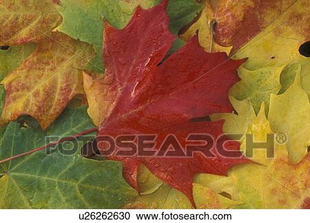 maple leaf, leaves, Vermont, fall, close-up, A red maple leaf lays on top of a cluster of green and yellow maple leaves. View Large Photo Image Stock Image - maple leaf, leaves, Vermont, fall, close-up, A red maple leaf lays on top of a cluster of green and yellow maple leaves.. Fotosearch