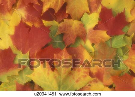 maple leaves, close-up, fall, Vermont, A cluster of colorful maple leaves (red, orange, green, yellow). View Large Photo Image Stock Image - maple leaves, close-up, fall, Vermont, A cluster of colorful maple leaves (red, orange, green, yellow).. Fotosearch