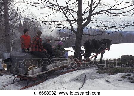 maple sugaring, sleigh, Vermont, VT, People driving horse and sleigh while collecting sap during sugaringtime on Carpenter Farm in Cabot in the snow in the early spring. View Large Photo Image Stock Image - maple sugaring, sleigh, Vermont, VT, People driving horse and sleigh while collecting sap during sugaringtime on Carpenter Farm in Cabot in the snow in the early spring.. Fotosearch