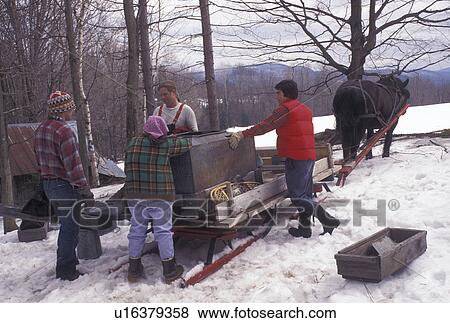 Stock Photo -  maple sugaring, sleigh, Vermont, VT, People collecting sap during sugaringtime using horse and sleigh on Carpenter Farm in Cabot in the snow in the early spring.. Fotosearch