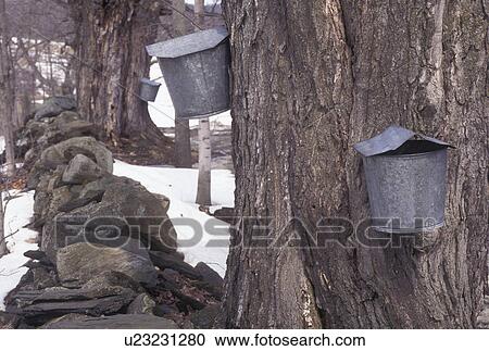 maple sugaring, Vermont, VT, Buckets on maple trees, sugaringtime, snow, early spring. View Large Photo Image Stock Image - maple sugaring, Vermont, VT, Buckets on maple trees, sugaringtime, snow, early spring.. Fotosearch