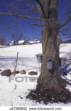 maple sugaring, Vermont, VT, Buckets on a maple tree on a farm in Rockingham in the snow in early spring. View Large Photo Image Stock Image - maple sugaring, Vermont, VT, Buckets on a maple tree on a farm in Rockingham in the snow in early spring.. Fotosearch