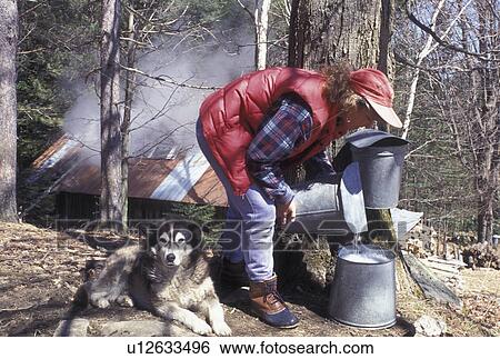 maple sugaring, Vermont, VT, Woman collecting sap from a maple tree during sugaringtime on Carpenter Farm in Cabot in the early spring. Sugarhouse steaming in the background. View Large Photo Image Stock Photograph - maple sugaring, Vermont, VT, Woman collecting sap from a maple tree during sugaringtime on Carpenter Farm in Cabot in the early spring. Sugarhouse steaming in the background.. Fotosearch