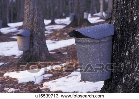 maple syrup, maple sugaring, Vermont, VT, Buckets on maple trees, sugaringtime, snow, early spring. View Large Photo Image Stock Image - maple syrup, maple sugaring, Vermont, VT, Buckets on maple trees, sugaringtime, snow, early spring.. Fotosearch