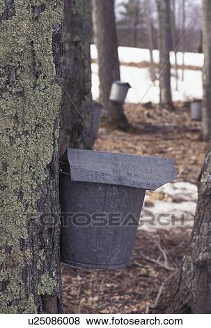 maple syrup, maple sugaring, Vermont, VT, Buckets on maple trees, sugaringtime, snow, early spring. View Large Photo Image Stock Photo - maple syrup, maple sugaring, Vermont, VT, Buckets on maple trees, sugaringtime, snow, early spring.. Fotosearch