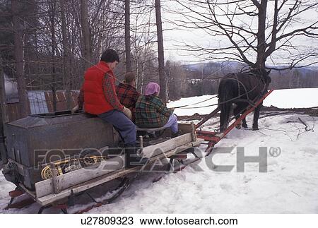 maple syrup, sleigh, sugaring, Vermont, VT, People collecting sap during sugaringtime using horse and sleigh on Carpenter Farm in Cabot in the snow in the early spring. View Large Photo Image Stock Image - maple syrup, sleigh, sugaring, Vermont, VT, People collecting sap during sugaringtime using horse and sleigh on Carpenter Farm in Cabot in the snow in the early spring.. Fotosearch