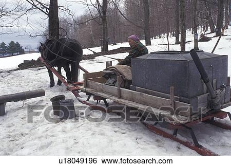 maple syrup, sugaring, sleigh, Vermont, VT, Woman driving horse and sleigh during sugaringtime on Carpenter Farm in Cabot in the snow in the early spring. View Large Photo Image Stock Photograph - maple syrup, sugaring, sleigh, Vermont, VT, Woman driving horse and sleigh during sugaringtime on Carpenter Farm in Cabot in the snow in the early spring.. Fotosearch