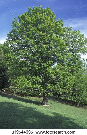 vermont maple tree types