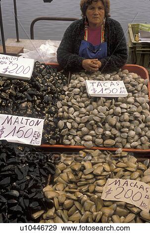 market, mussels, Chile, Local woman selling fresh mussels at a fish market in Valdivia in the South-Central Region in Chile. View Large Photo Image Stock Photo - market, mussels, Chile, Local woman selling fresh mussels at a fish market in Valdivia in the South-Central Region in Chile.. Fotosearch