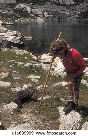 marmot, hiking, Grand Teton National Park, Amphitheater Lake, Grand Teton, Rocky Mountains, Wyoming, A young girl (6 years old) and a marmot stop to look at each other while the girl hikes next to Amphitheater Lake in Grand Teton National Park in the sta View Large Photo Image Stock Photo - marmot, hiking, Grand Teton National Park, Amphitheater Lake, Grand Teton, Rocky Mountains, Wyoming, A young girl (6 years old) and a marmot stop to look at each other while the girl hikes next to Amphitheater Lake in Grand Teton National Park in the sta. Fotosearch