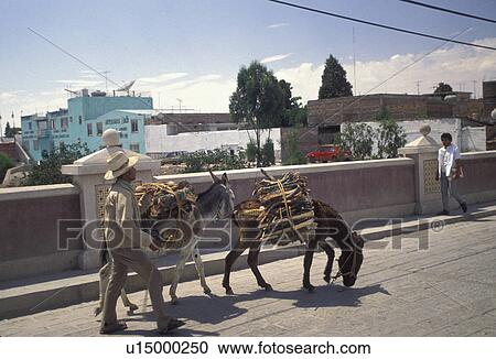 Mexico, Dolores Hidalgo, donkey, A man walks across a bridge with his donkeys carrying goods to Dolores Hidalgo in the state of Guanajuato. View Large Photo Image Stock Image - Mexico, Dolores Hidalgo, donkey, A man walks across a bridge with his donkeys carrying goods to Dolores Hidalgo in the state of Guanajuato.. Fotosearch