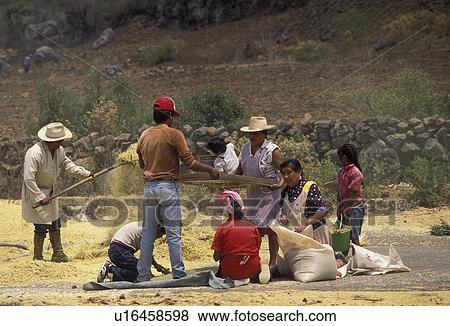 Mexico, Harvest, A group of farmers gathering grain into large bags View Large Photo Image Stock Photo - Mexico, Harvest, A group of farmers gathering grain into large bags . Fotosearch