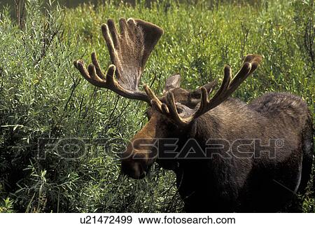 Stock Photo -  moose, bull moose, A bull moose with large velvety antlers grazes on vegetation in the Rocky Mountains near Snake River in the state of Wyoming. . Fotosearch