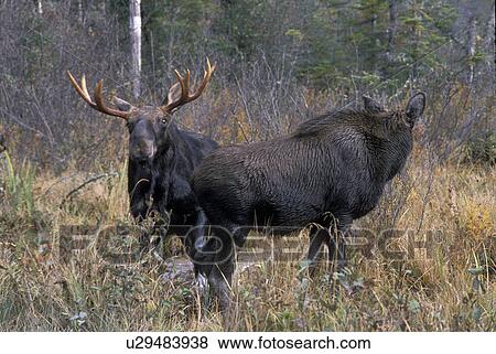Stock Photo -  moose, Maine, Baxter State Park, A bull moose with big antlers looks on while two females compete for his attention in Baxter State Park in the fall.. Fotosearch