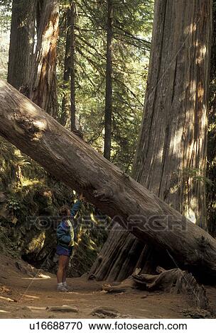 Mount Rainier, Mount Rainier National Park, Cascades, Cascade Range, Washington, Woman stands below huge Douglas-fir and western red cedar trees in Grove of the Patriarchs in Mount Rainier National Park in the state of Washington. View Large Photo Image Stock Image - Mount Rainier, Mount Rainier National Park, Cascades, Cascade Range, Washington, Woman stands below huge Douglas-fir and western red cedar trees in Grove of the Patriarchs in Mount Rainier National Park in the state of Washington. . Fotosearch